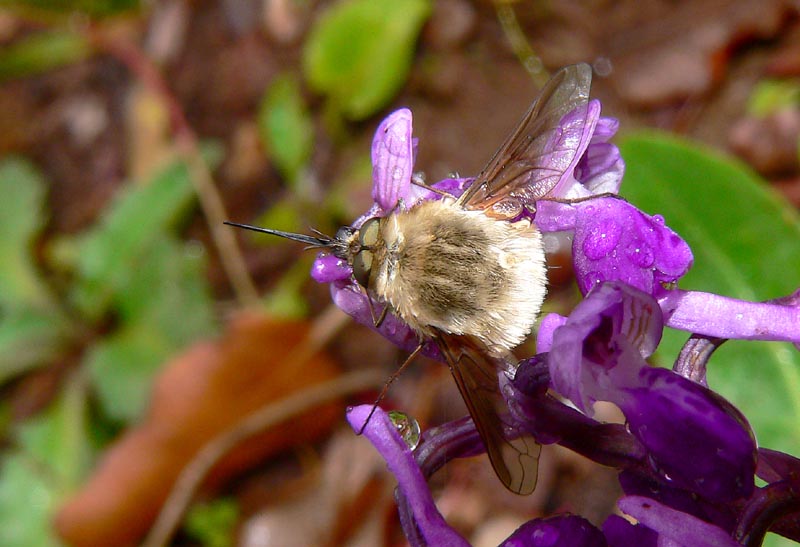 Bombylius e Episyrphus balteatus  su Orchis a Ficuzza (PA)